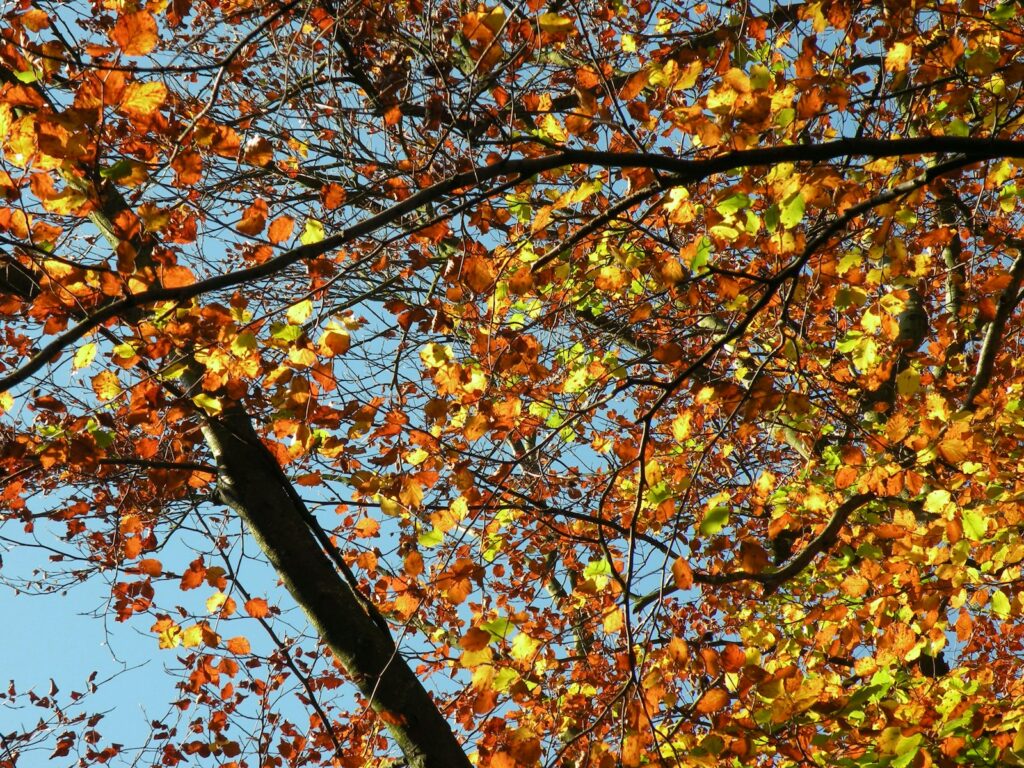 Autumn leaves against a bright blue sky